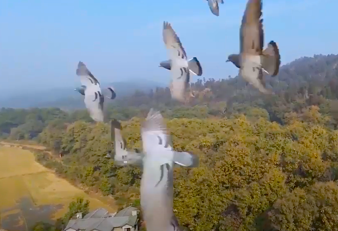 Drones Go to War with... Pigeons!