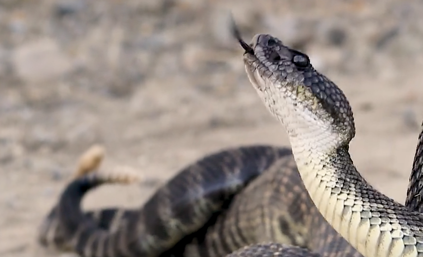 Malibu Views (and Snakes)