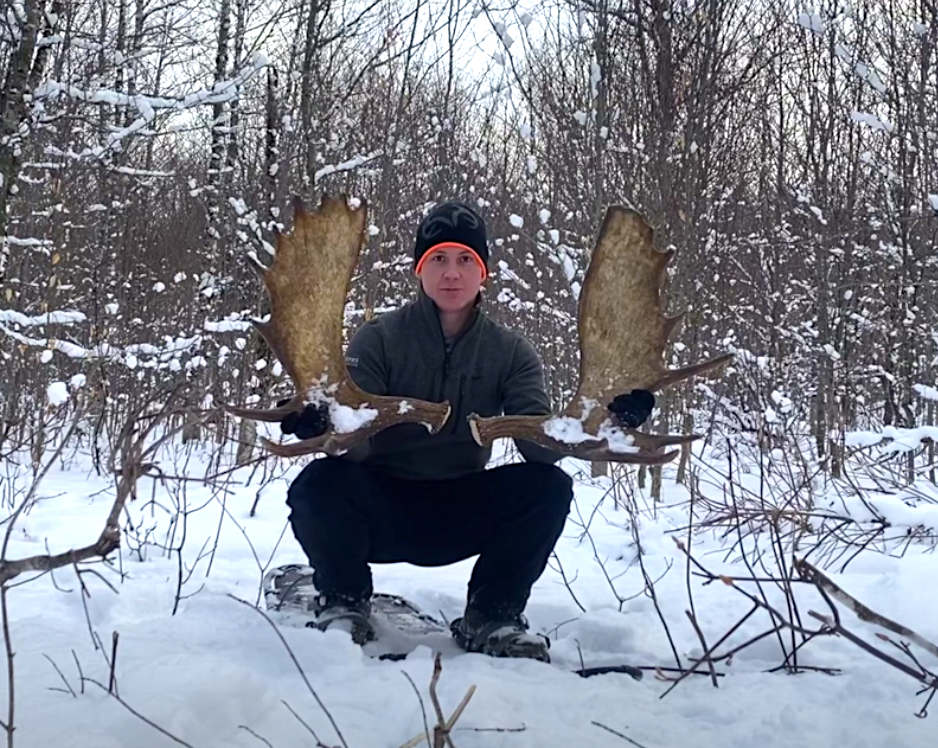 Drone Captures Rare Footage of Moose Losing Its Antlers