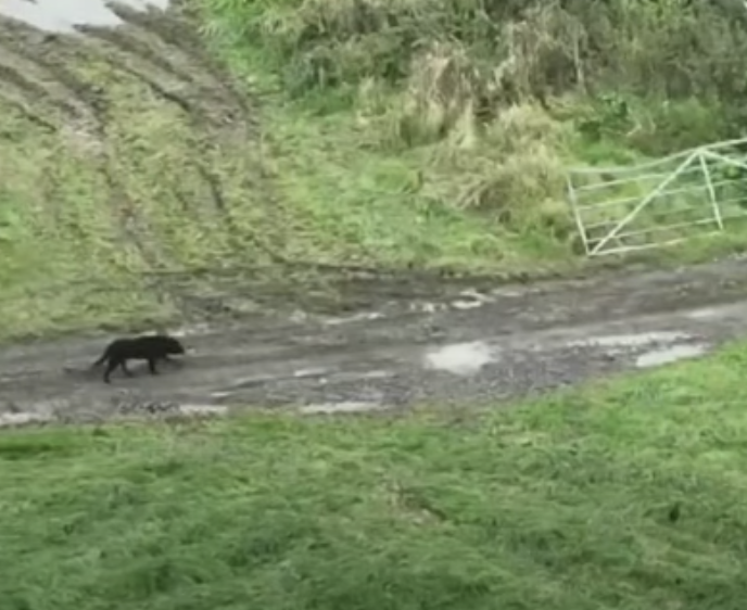 Drone to Home Reunites Pets with Owners