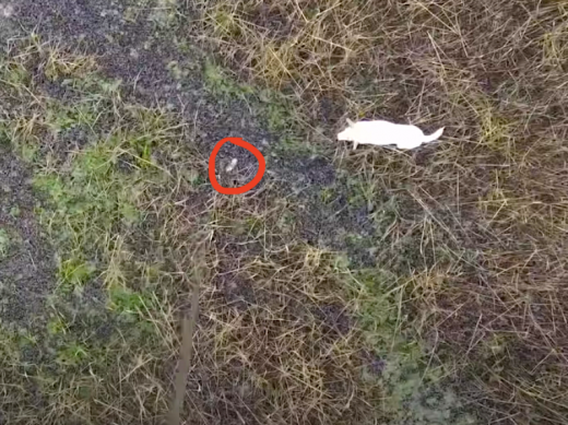 Drone (and a Sausage) Saves Dog