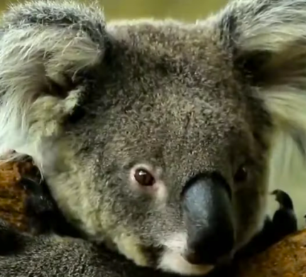 Australia Using Drones to Fight koala extinction